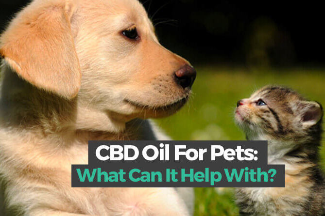 CBD oil for dogs 